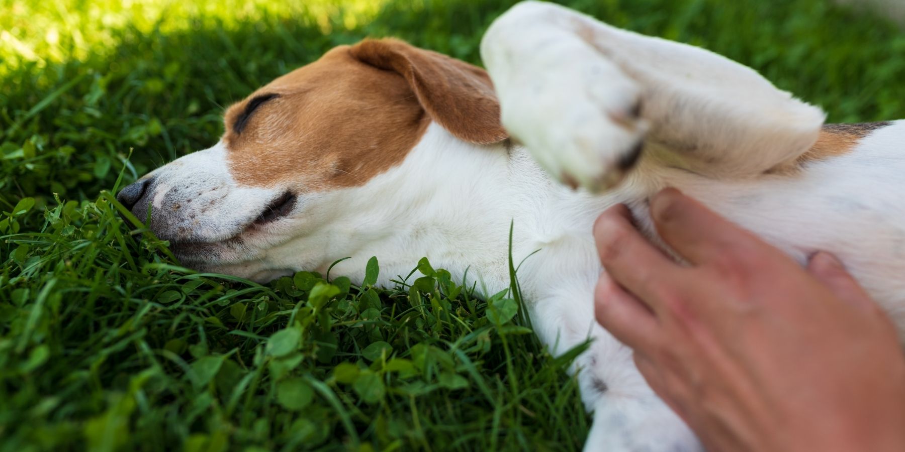 When Should You Seek Professional Help for a Reactive Dog?